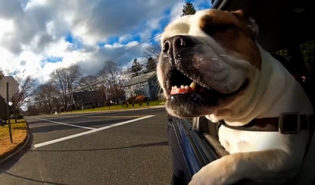 Dogs ride in cars in New Jersey