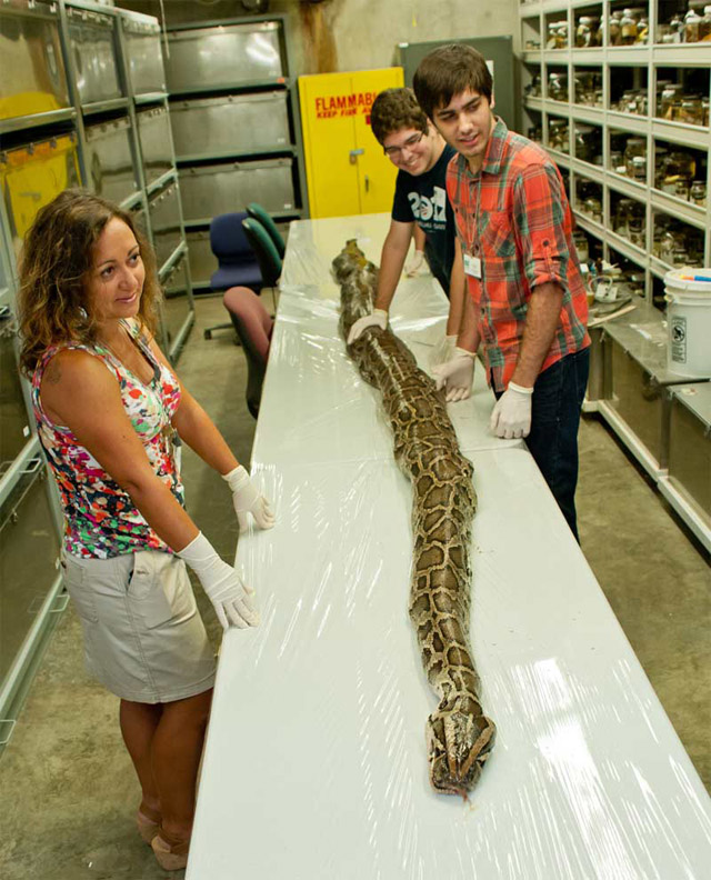 largest burmese python florida 17 feet 87 eggs discover
