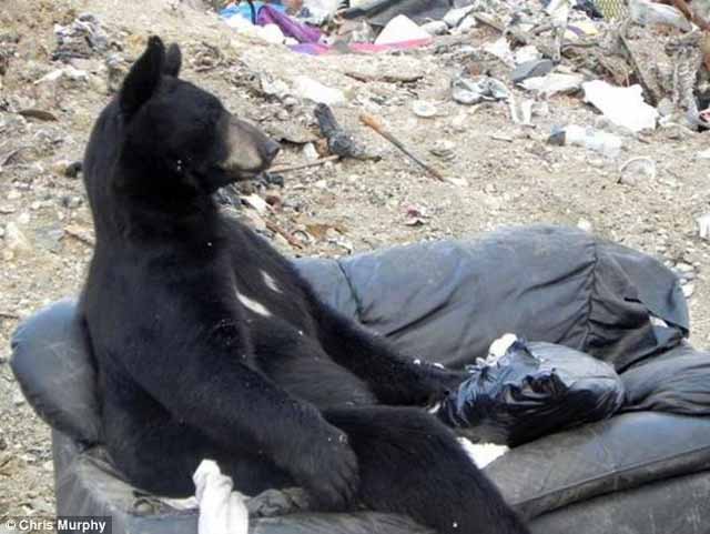 bear sitting on couch