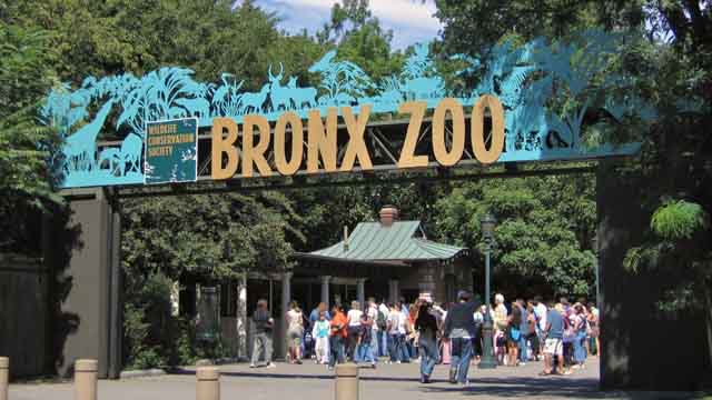bronx zoo tiger eats man's foot