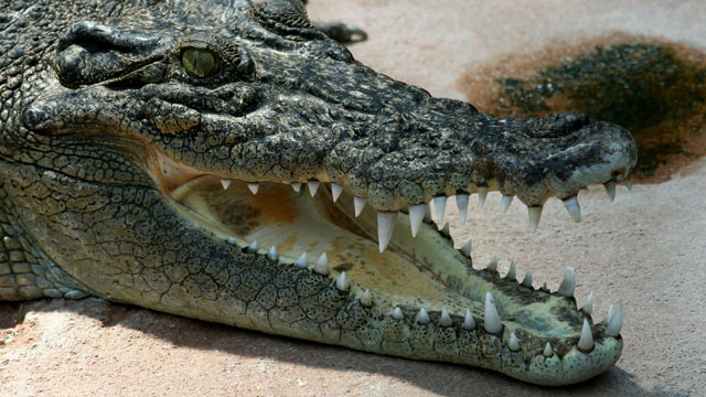 suicide by crocodile