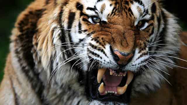 tiger eats man's foot bronx zoo