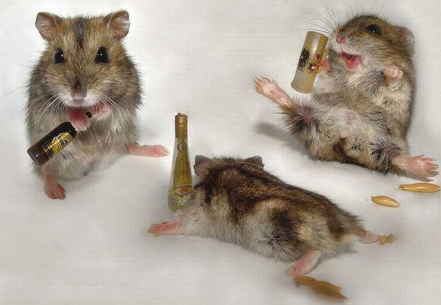 Wasted Mice
