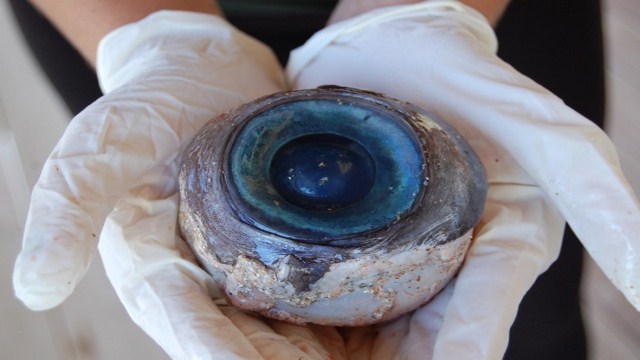 Giant Eyeball Found on Florida Beach