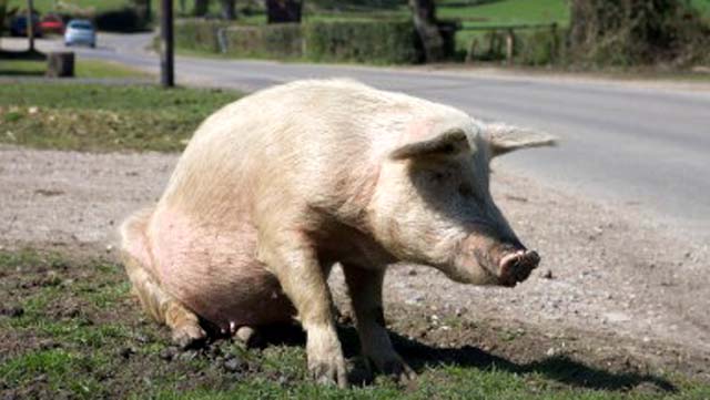 70 year old farmer eaten by hogs