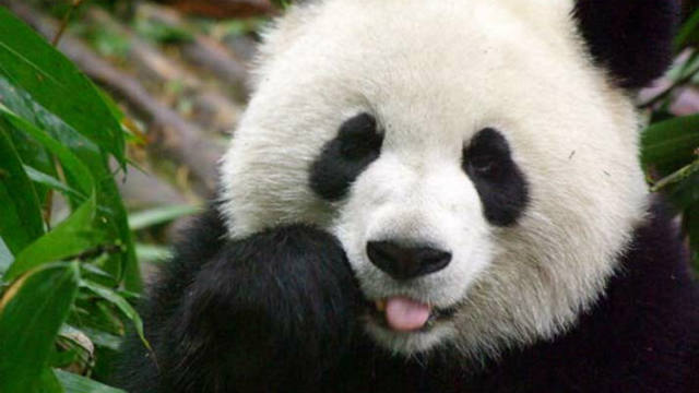 Panda, chinese, food