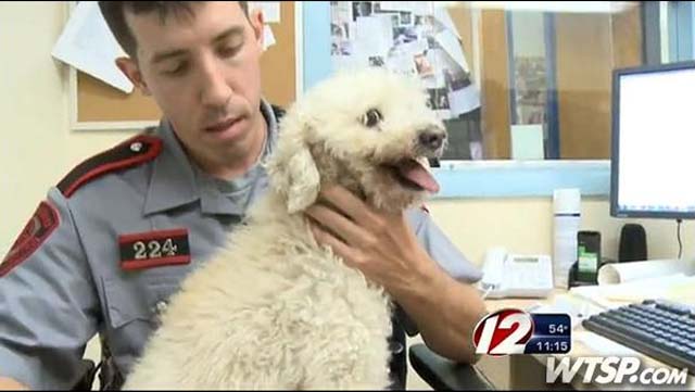 poodle struck by Toyota Sedan and stuck in grille of it
