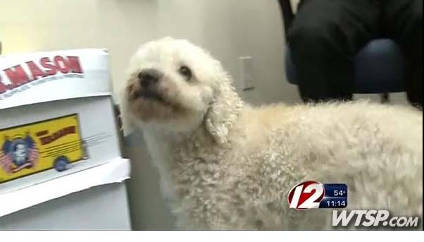 poodle survives car accident after being stuck in car grille for 11 mile trip