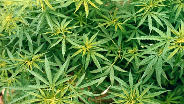 Elderly Couple Didn't Know They Were Growing Pot