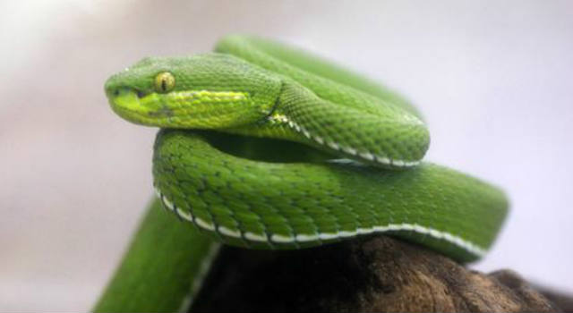 Snake bite, fatal snake bite, Virginia, venomous snakes
