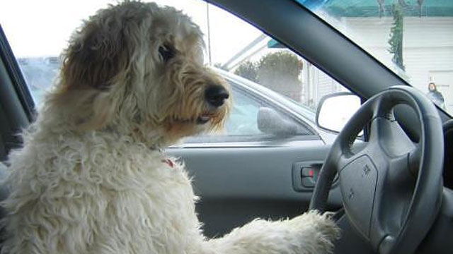 dog driving