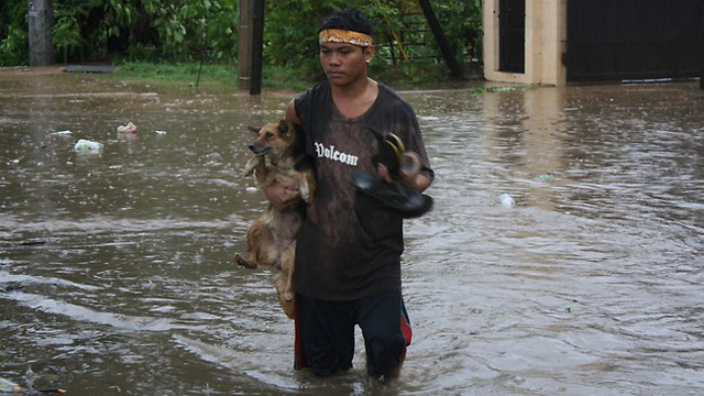 typhoon bopha dog recue