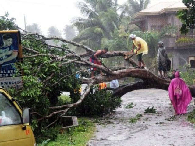 typhoon bopha tree down