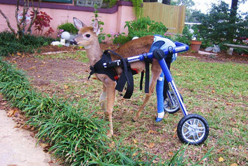handicapped deer