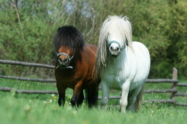 mini horses