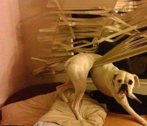 dog in blinds
