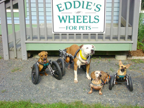 eddies wheels for pets