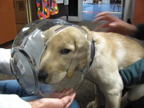 fishbowl head dog