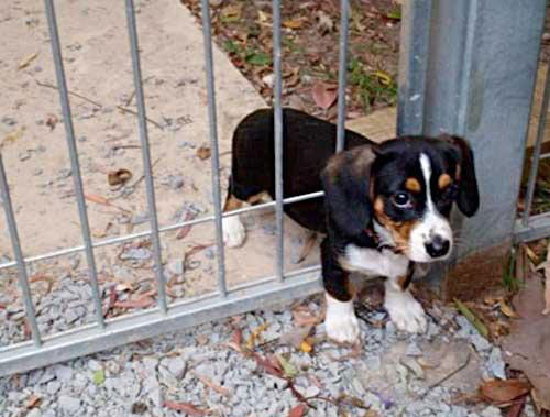 gate puppy