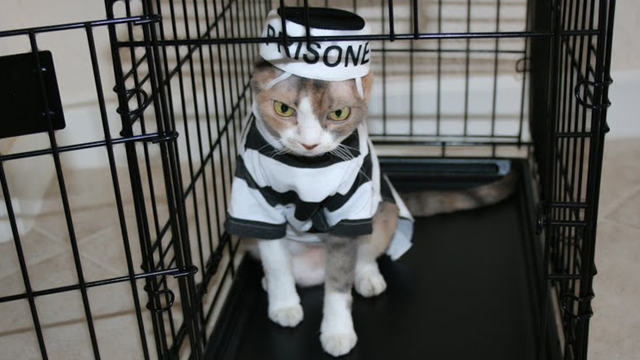 Prison Cat