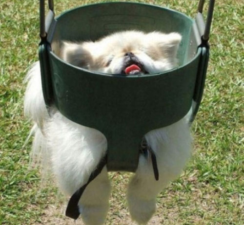 stuck in a swing dog