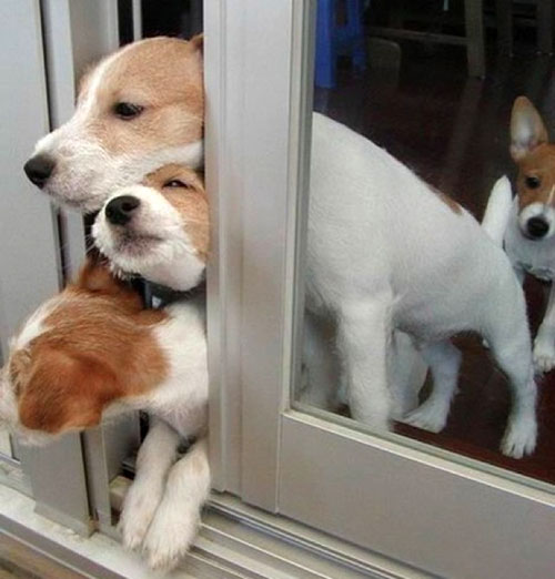 dog threesome stuck in door