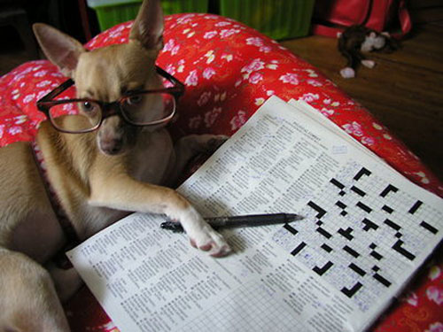 dog doing crossword puzzel