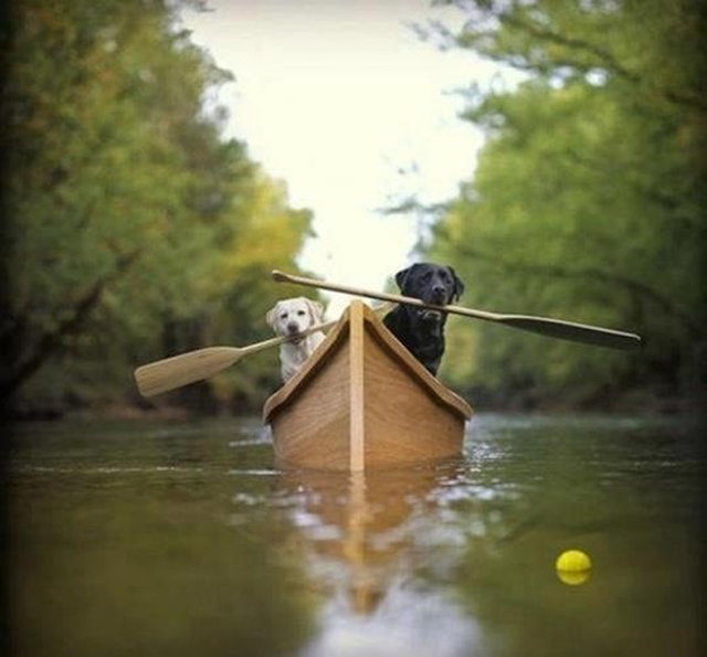 Canoeing dogs
