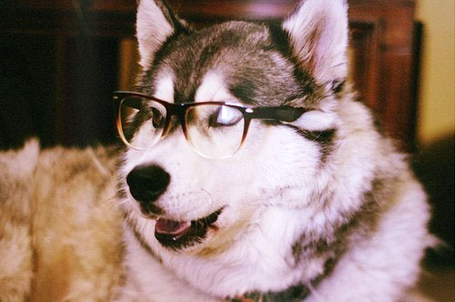 husky wearing glasses