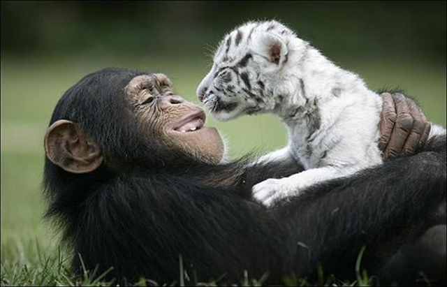 Chimp fosters white tiger