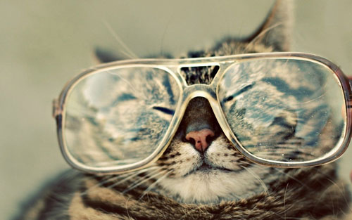 cat with big glasses