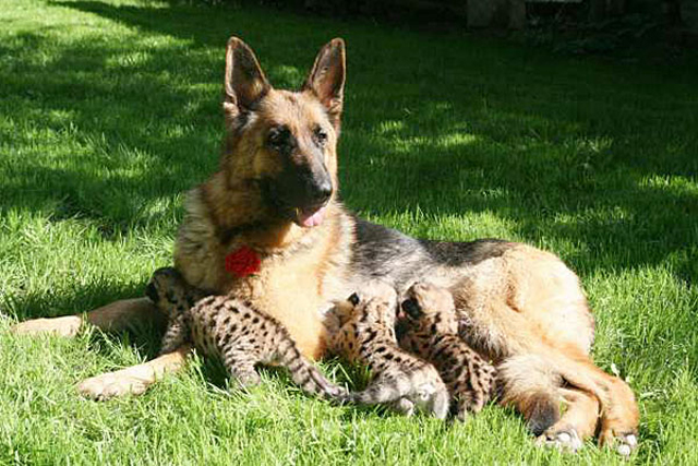 German Shepherd adopts cougar cubs