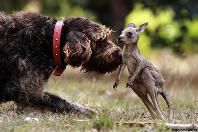 Dog rescues baby kangaroo