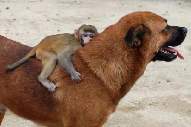 Dog helps monkey