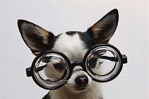 Chihuahua Wearing Eyeglas