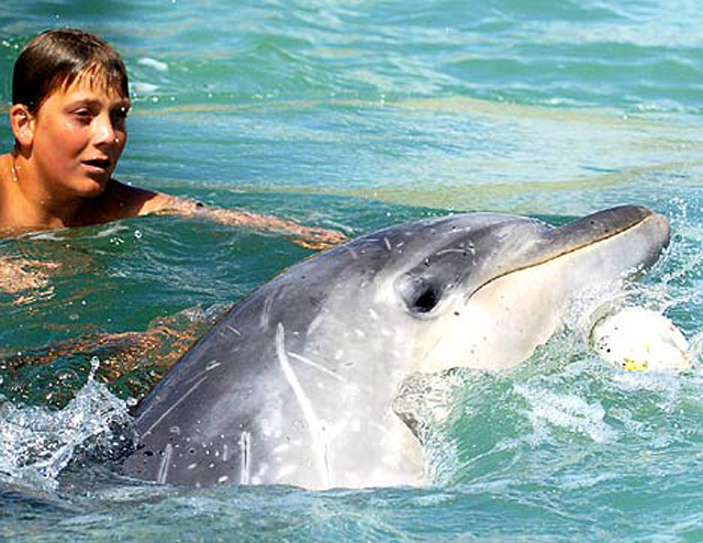 Dolphin saves beached whales