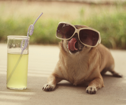 summer shades dog