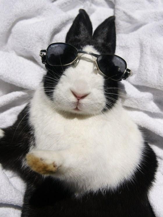 bunny wearing shades