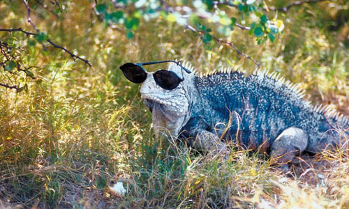 iguana wearing shades