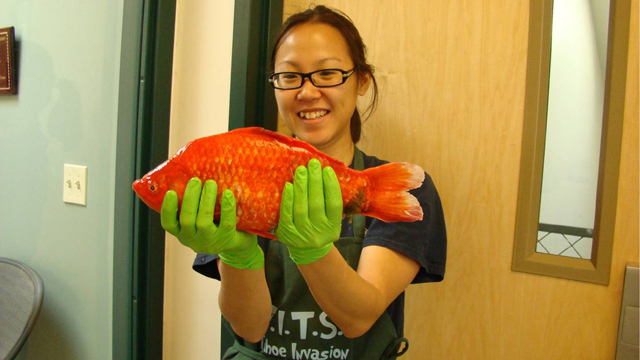 Giant Goldfish