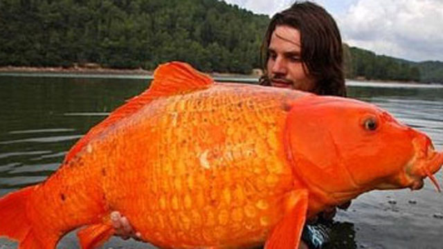 Giant Goldfish 