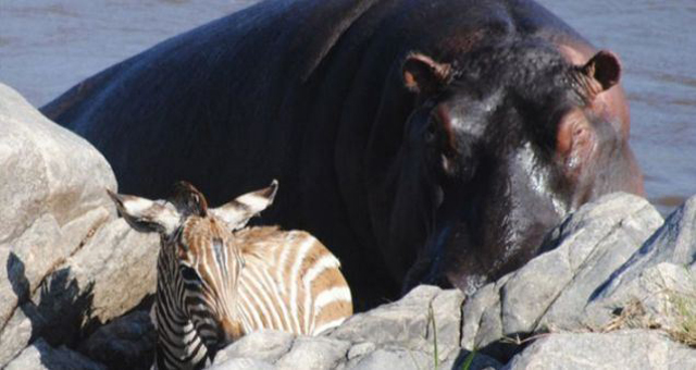 Hippo rescues zebras