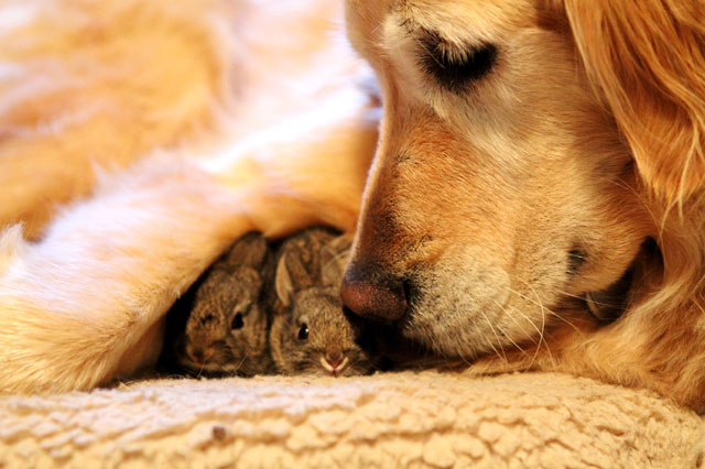 Labrador cares for abandoned rabbits