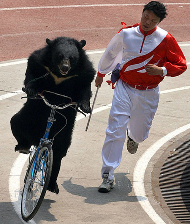 Bear riding a bicycle