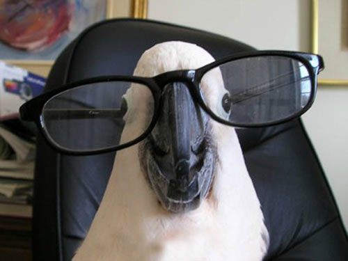 parrot wearing glasses