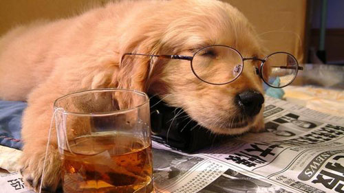 puppy drinking whiskey