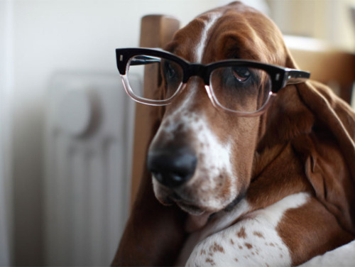 reading-glasses-dog