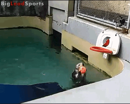 Basketball dunking otter