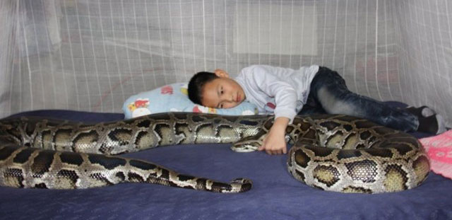 python and boy sleep together