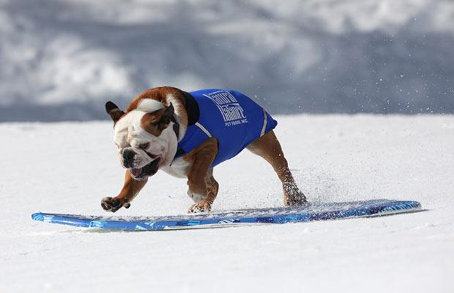 Snowboarding Dog